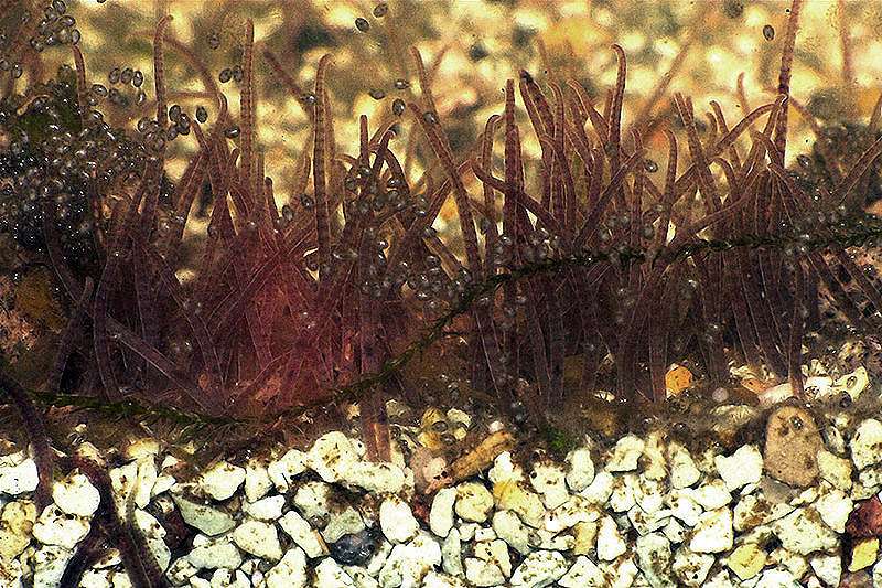 Трубочник (Tubifex), фото фотография черви