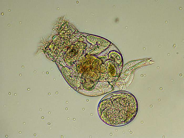 Брахионус пликатилис (Brachionus plicatilis), фото фотография многоклеточные