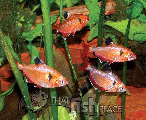 Серпас вуалевый (Hyphessobrycon eques), фото фотография аквариумные рыбки