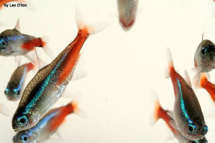 Неон голубой (Paracheirodon innesi), фото фотография рыбы