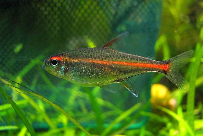 Тетра-светлячок (Hemigrammus erythrozonus), фото фотография харациновые рыбы