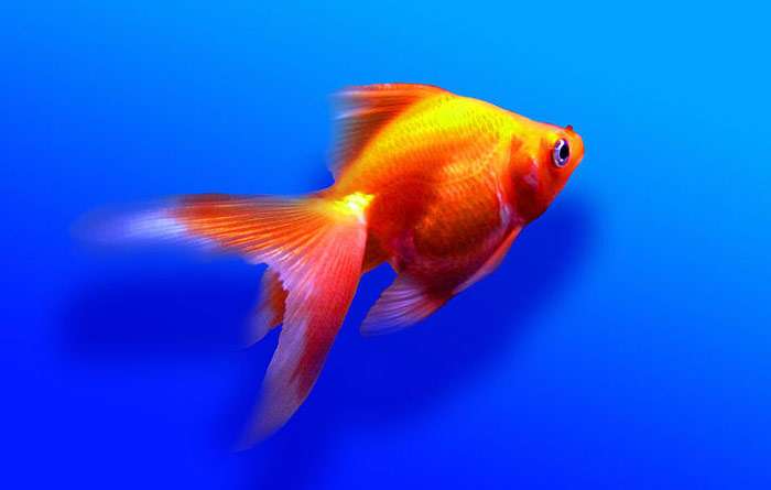 Золотая рыбка, фото фотография