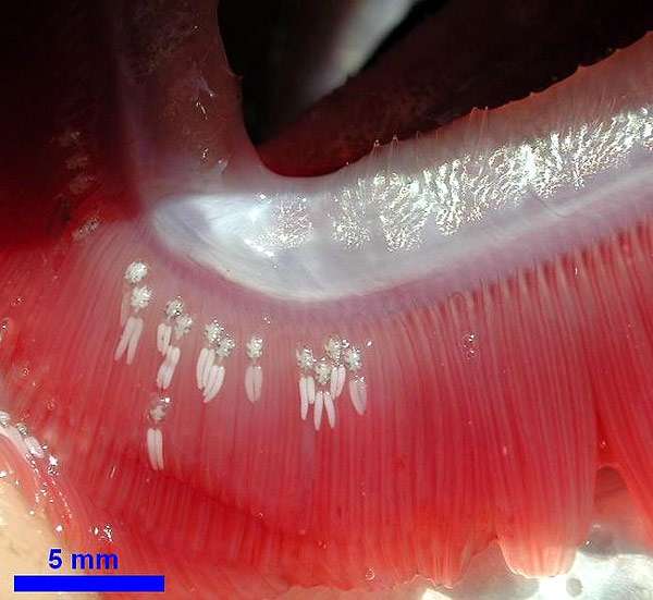 Жабры рыбы, зараженные эргасилидами, фото фотография болезни рыб