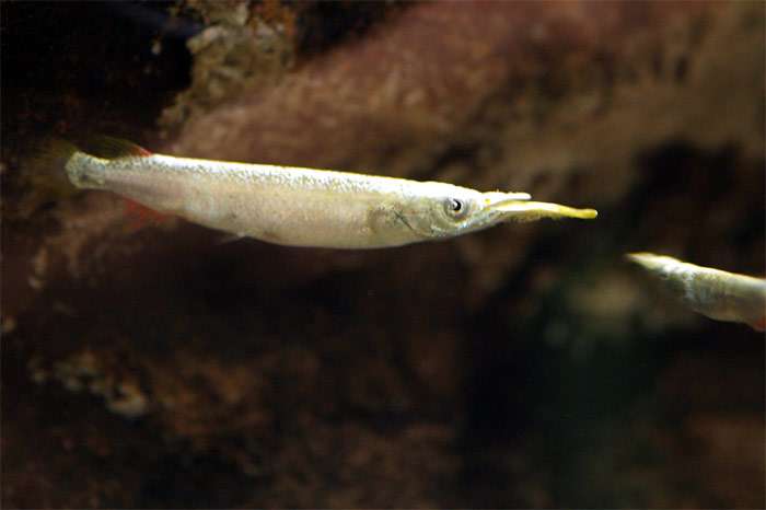 Дермогенис карликовый (Dermogenys pusillus), фото фотография рыбки