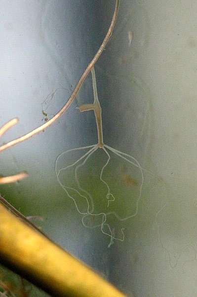 Стебельчатая, или бурая гидра (Hydra oligactis), фото кишечнополостные животные фотография