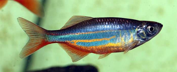 Малабарский данио (Devario malabaricus), фото фотография рыбы pixabay