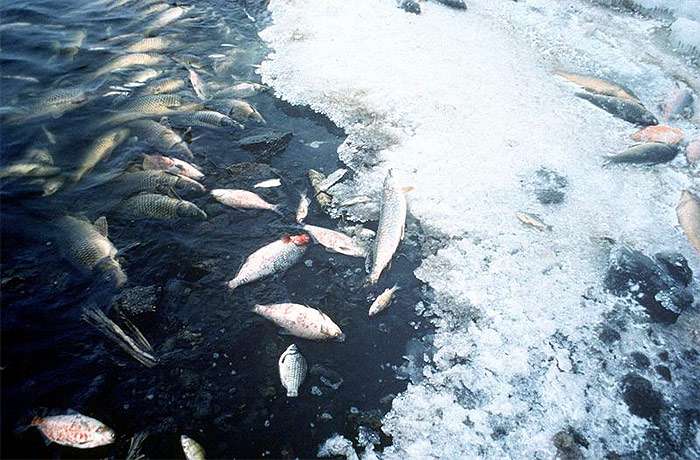 Массовая гибель рыбы, фото фотография болезни рыб