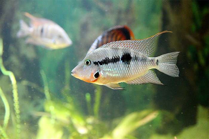 Цихлида в аквариуме, фото фотография болезни рыб