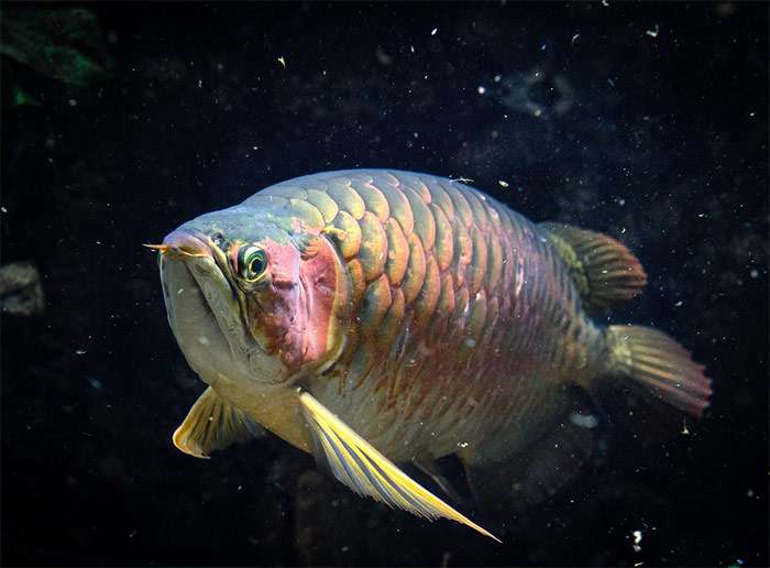 Крупная рыба в темноте, фото фотография болезни рыб pixabay