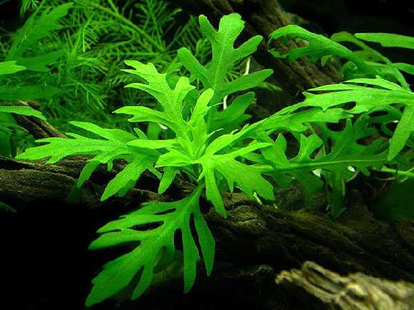 Гигрофила разнолистная (Hygrophila difformis), фото фотография аквариумные водные растения, автор sorgi2003
