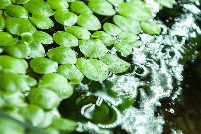 Водокрас (Hydrocharis), фото фотография водные растения pixabay
