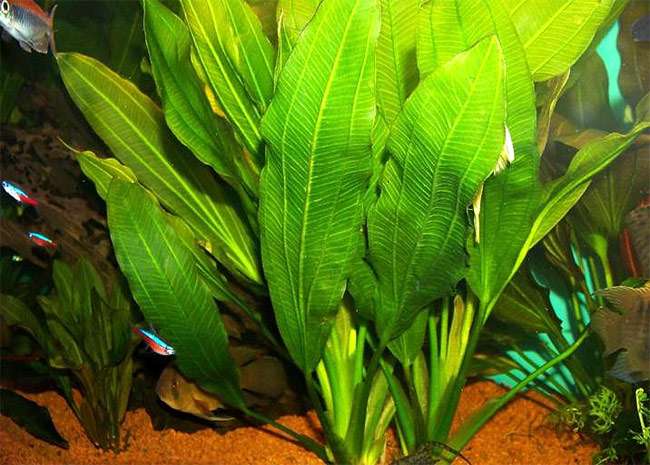 Эхинодорус озирис (Echinodorus osiris), фото фотография аквариумные растения