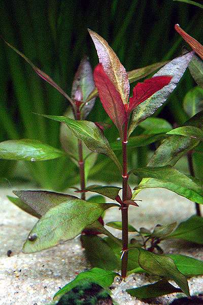 Альтернантера Рейнека (Alternanthera reineckii), фото фотография аквариумные водные растения