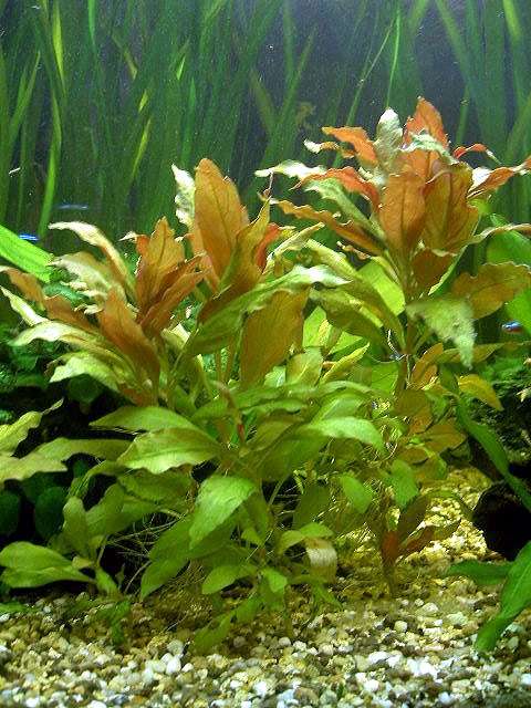 Альтернантера сидячая (Alternanthera sessilis), фото фотография аквариумные растения