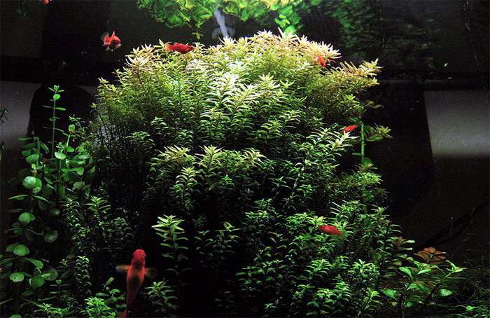 Ротала индийская (Rotala indica), фото фотография аквариумные водные растения