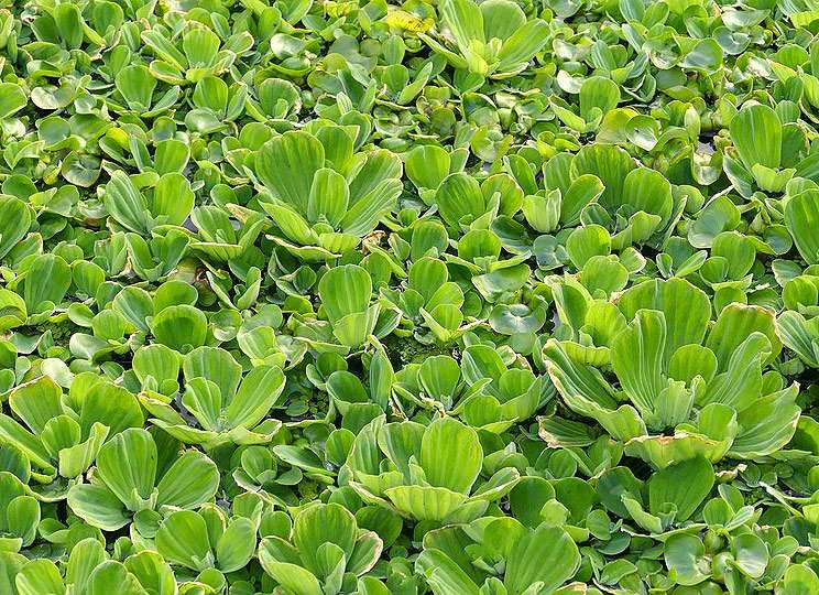 Водяной салат (Pistia stratiotes), фото фотография водные растения pixabay