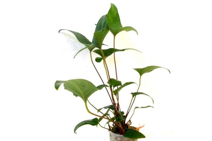Анубиас грациозный (Anubias gracilis), фото фотография аквариумные растения