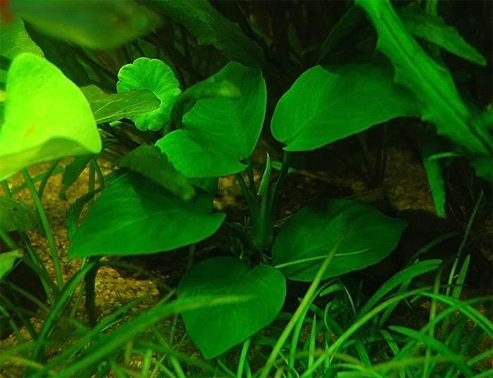 Анубиас Бартера каладиелистный (Anubias barteri var. caladiifolia), фото фотография аквариумные растения