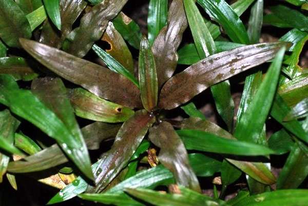 Криптокорина албида (Cryptocoryne albida), фото фотография аквариумные растения