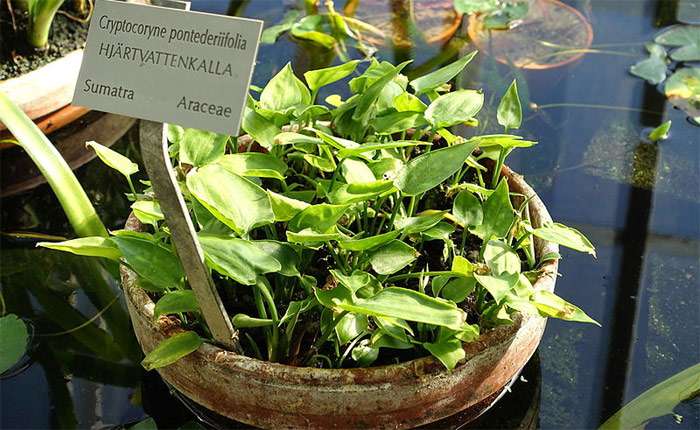 Криптокорина понтедериеволистная (Cryptocoryne pontederiifolia), фото фотография аквариумные растения 