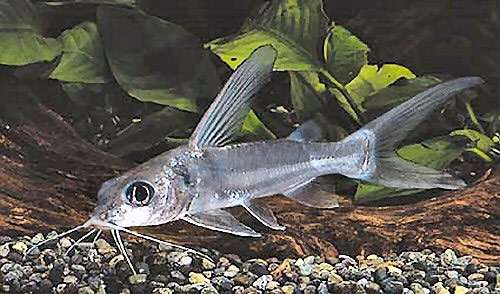 Алюминиевый сом (Chrysichthys longipinnis), фото фотография редкие аквариумные рыбы