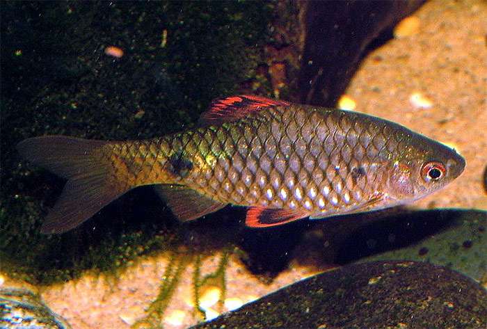Алоплавничный барбус (Pethia stoliczkana), фото фотография аквариумные рыбки