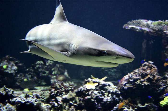 Рифовая акула, фото фотография опасные рыбы зшчфифн