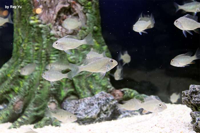 Акарихт Хекеля, акарихтис Геккеля, резьбовая акара (Acarichthys heckelii), фото фотография аквариумные рыбы