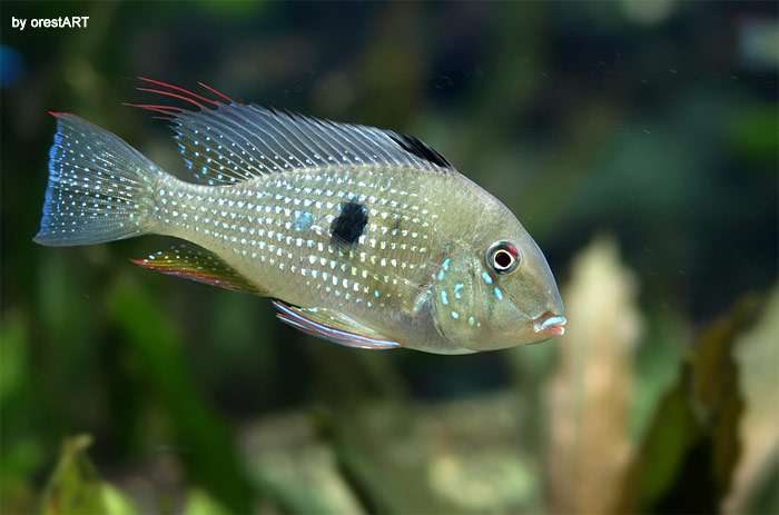 Акарихт Хекеля, резьбовая акара (Acarichthys heckelii), фото фотография аквариумные рыбки