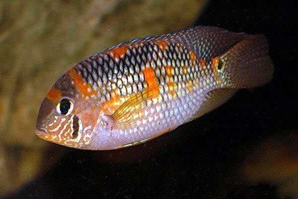 Акара Мета (Aequidens metae), фото фотография аквариумные рыбы