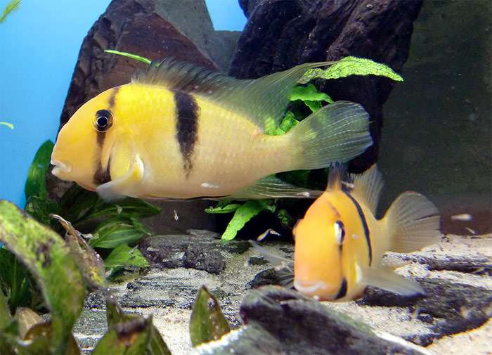 Акара Гейи, акарихтис Гейя, гвианакара Гейи, акарихт полосатый, гайанакара (Guianacara geayi), фото фотография аквариумные рыбы