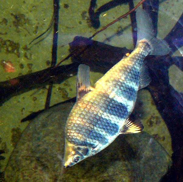 Абрамит (Abramites hypselonotus), фото фотография рыбы