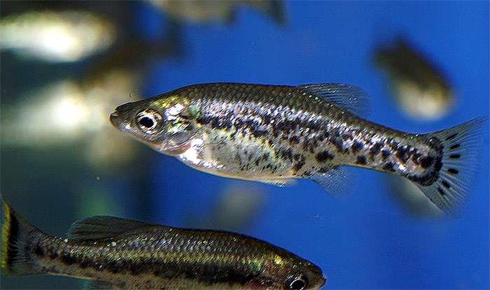 Амека (Ameca splendens), фото фотография аквариумные рыбки