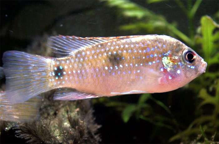 Аномалохромис Томаса (Anomalochromis thomasi), фото фотография аквариумные рыбки