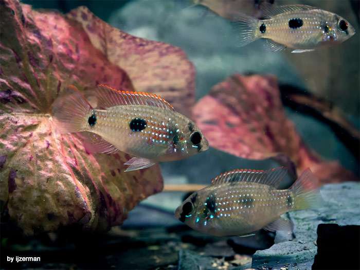 Аномалохромис Томаса (Anomalochromis thomasi), фото фотография аквариумные рыбы