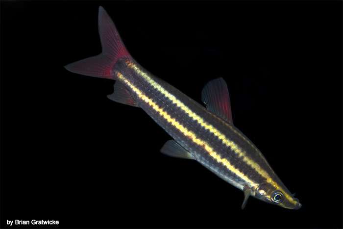 Аностомус обыкновенный (Anostomus anostomus), фото фотография рыбы