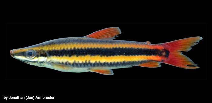 Аностомус обыкновенный (Anostomus anostomus), фото фотография харациновые рыбы