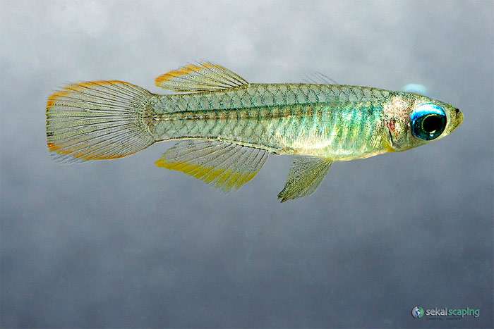 Аплохейлихтис Нормана, синеглазка (Poropanchax normani), фото фотография рыбки