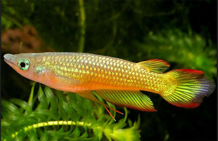 Аплохейлус Блока, аплохейлус мадарский, азиатская щучка (Aplocheilus panchax), фото фотография рыбы