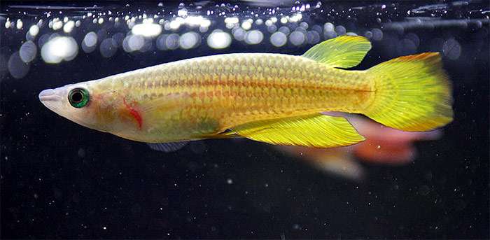 Аплохейлус полосатый, или полосатая щучка (Aplocheilus lineatus), фото фотография аквариумные рыбки