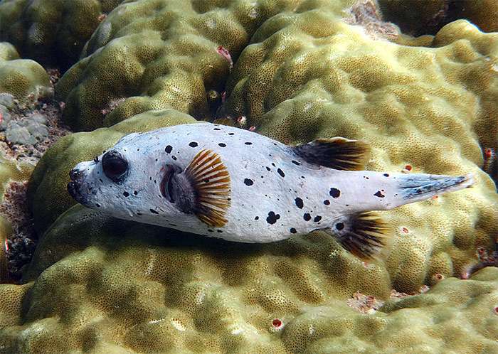 Щетинистый аротрон (Arothron nigropunctatus), фото фотография морские рыбы