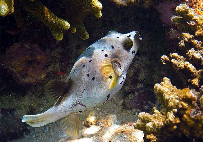 Щетинистый, или чёрноточечный аротрон (Arothron nigropunctatus), фото фотография морские рыбы