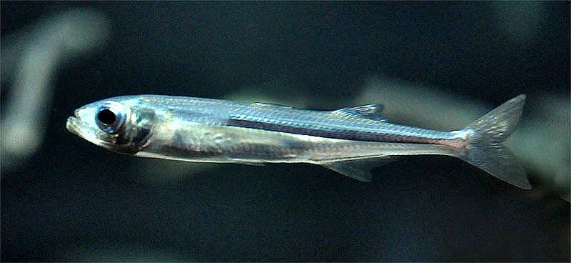 Западноевропейская атерина (Atherina presbyter), фото фотография аквариумные рыбки