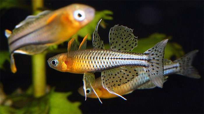 Псевдомугил Гертруды (Pseudomugil gertrudae), фото фотография аквариумные рыбки