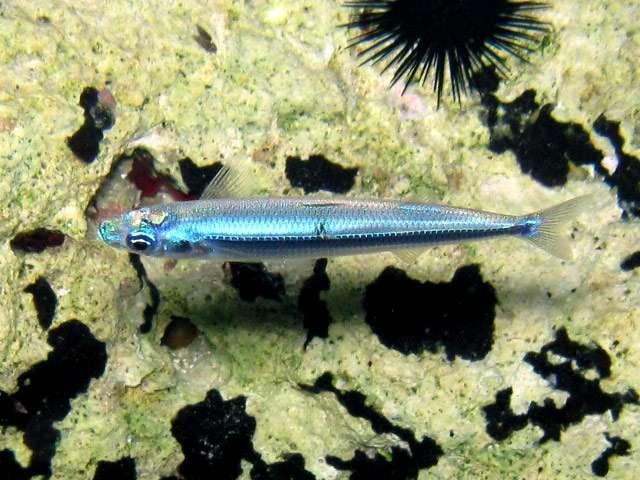 Короткорылая атерина (Atherina hepsetus), фото фотография промысловые рыбы