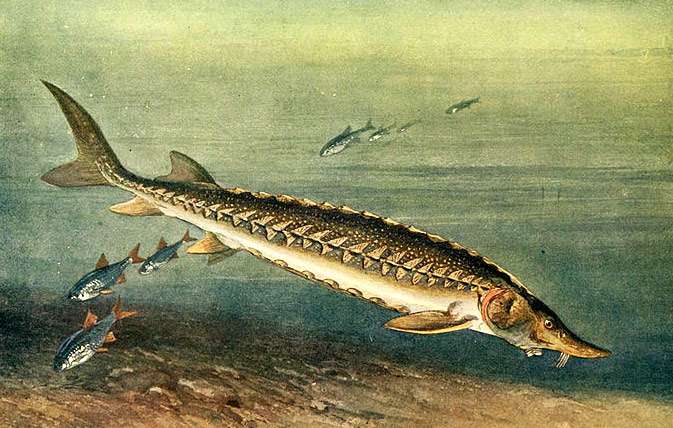 Атлантический осетр (Acipenser sturio), фото фотография промысловые редкие рыбы