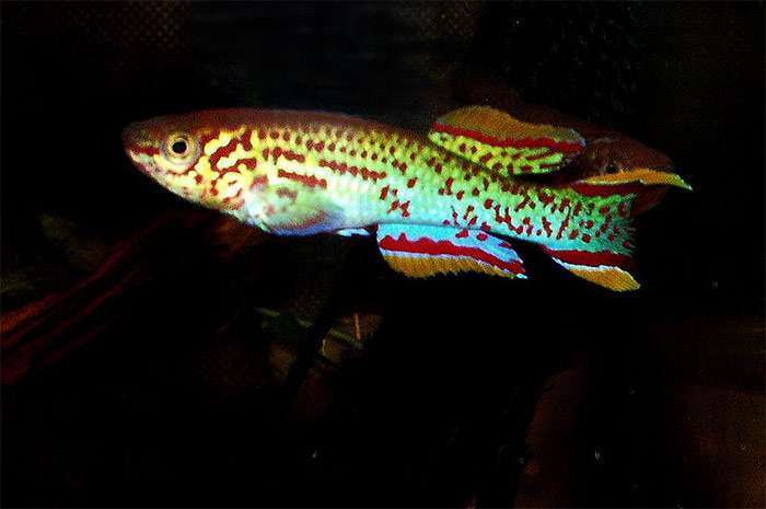 Афиосемион Гарднера (Fundulopanchax gardneri), фото фотография красивые рыбки