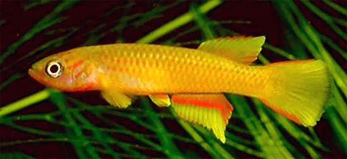 Афиосемион золотой (Aphyosemion aureum), фото фотография аквариумные рыбы