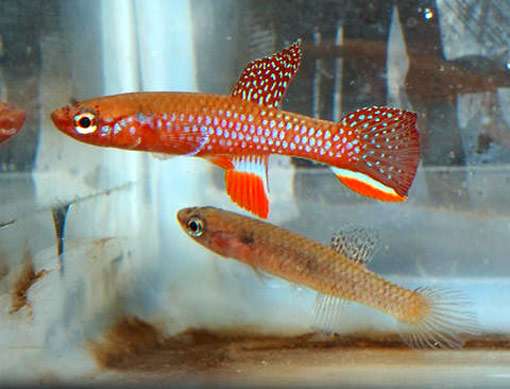 Афиосемион Джорджин (Aphyosemion georgiae), фото фотография аквариумные рыбки