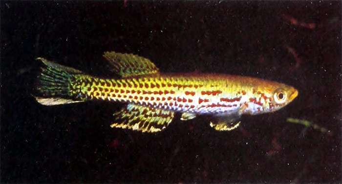 Афиосемион каллиурум (Aphyosemion calliurum), фото фотография красивые рыбки